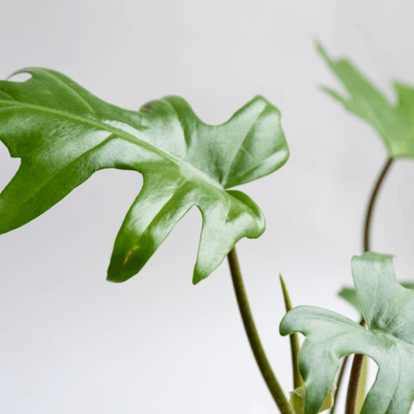 Close-up van Philodendron Mayoi met glanzende, diep gelobde groene bladeren tegen een lichte achtergrond.