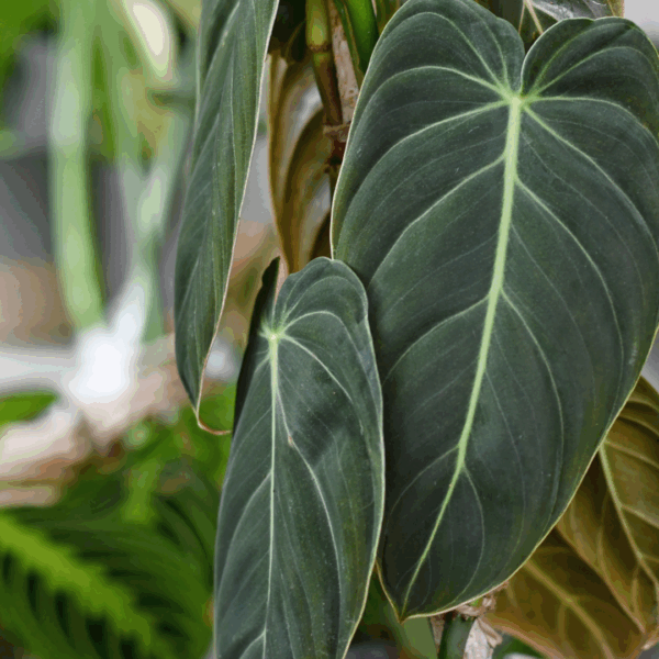 Close-up van Philodendron melanochrysum blad met fluweelachtige donkergroene textuur en opvallende lichtgroene nerven.