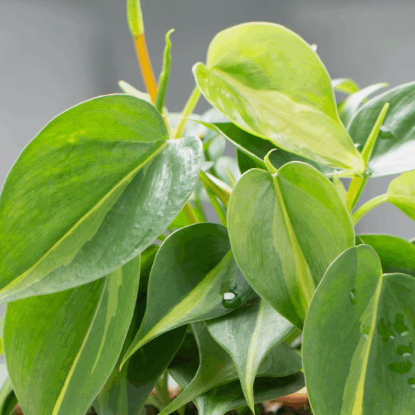 Close-up van Philodendron Scandens 'Brasil' met glanzende hartvormige bladeren in licht- en donkergroen, met zichtbare waterdruppels.