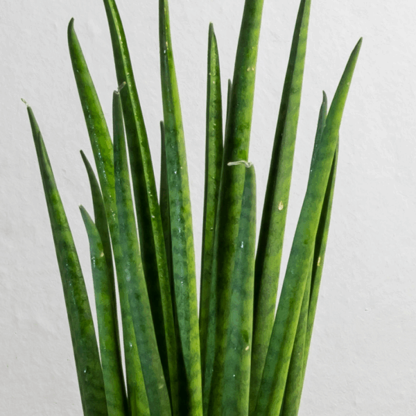 Close-up van Sansevieria Mikado met rechtopstaande, cilindervormige groene bladeren en subtiele donkergroene tekening.