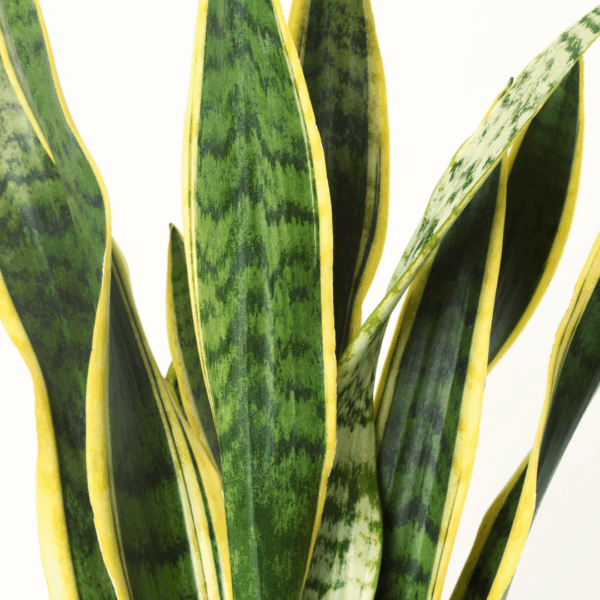 Close-up van de bladeren van een Sansevieria Trifasciata met donkergroene strepen, lichtgroene accenten en een gele bladrand.