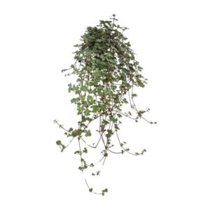 Pilea Glaucophylla in een bruin potje, met kleine ronde groene blaadjes en sierlijke hangende stelen.