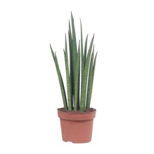 Sansevieria Mikado plant met lange, rechtopstaande groene bladeren in een bruine plastic pot.