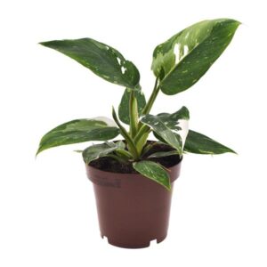 Philodendron White Princess in een bruin potje met glanzende groene bladeren en opvallende witte variegatie.
