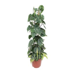 Philodendron Scandens 'Brasil' in een bruine pot met klimrek, met glanzende hartvormige bladeren in donkergroen en geelgroene variegatie.
