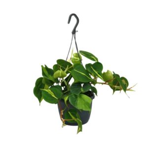 Hangende Philodendron Scandens 'Brasil' in zwarte hanger, met glanzende hartvormige bladeren in donkergroen en geelgroene variegatie.