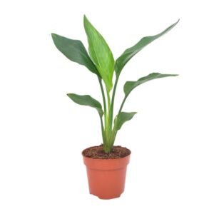 Strelitzia Reginea - Kleine Kamerplant