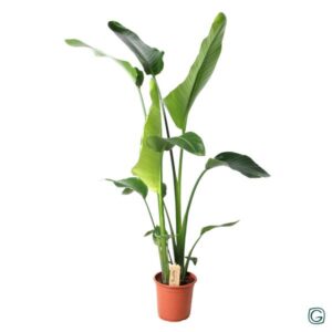 Strelitzia Nicolai - Grote Kamerplant 100cm