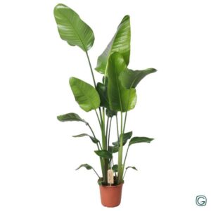 Strelitzia Nicolai - Grote Kamerplant 130cm