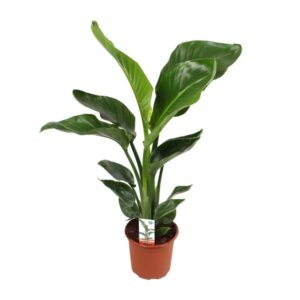 Strelitzia Nicolai - Middelgrote Kamerplant
