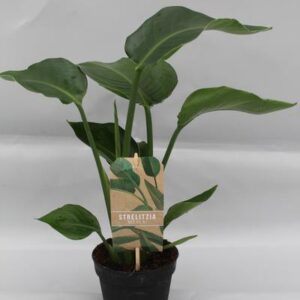 Strelitzia Nicolai - Kleine Kamerplant