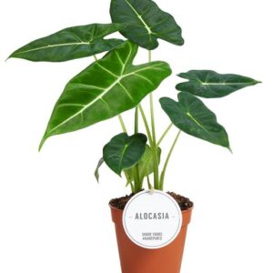 Alocasia Frydek - Kleine Kamerplant