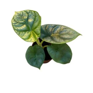 Alocasia Silver Dragon - Mini Kamerplant