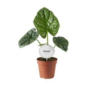 Alocasia Lukiwan - Mini Kamerplant