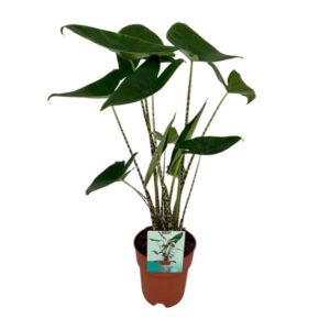 Alocasia Zebrina - Middelgrote Kamerplant