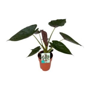 Alocasia Wentii - Middelgrote Kamerplant