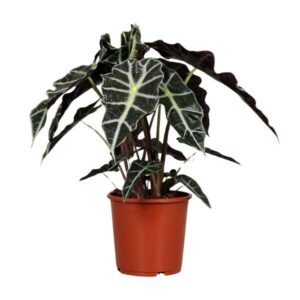 Alocasia Polly - Kleine Kamerplant