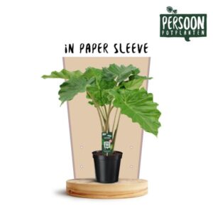 Alocasia Portodora - Middelgrote Kamerplant