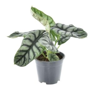 Alocasia Nebula Silver Compacta - Mini Kamerplant
