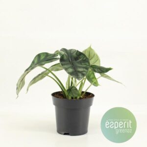 Alocasia Dragon Scale - Mini Kamerplant