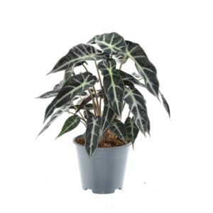 Alocasia Bambino Arrow - Kleine Kamerplant