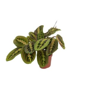 Maranta Fascinator - Mini Kamerplant