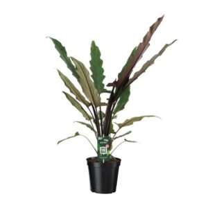 Alocasia Lauterbachiana - Middelgrote Kamerplant