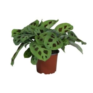 Maranta Kerchoveana - Mini Kamerplant