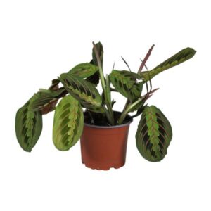 Maranta Leuconeura - Mini Kamerplant