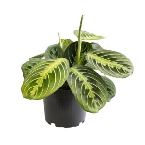 Maranta Lemon Lime - Mini Kamerplant