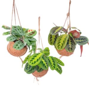 Kokodama Maranta Mix - 3 stuks - Mini Kamerplant