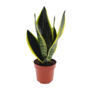 Sansevieria Futura plant met donkergroene bladeren en gele randen in een stijlvolle bruine pot.