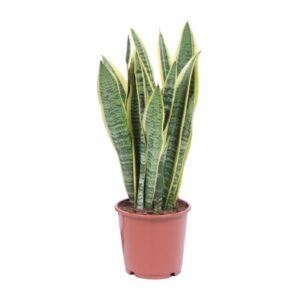 Sansevieria Trifasciata in een bruine kunststof pot, met rechtopstaande, zwaardvormige bladeren in groen met lichtere strepen.