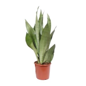 Sansevieria Moonshine in bruine pot, met brede, rechtopstaande bladeren in een zilvergroene tint.