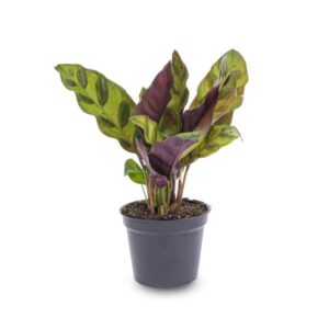 Calathea Lancifolia plant in zwarte pot met lange, golvende bladeren met donkergroene vlekken en paarse onderzijde, gefotografeerd tegen een neutrale achtergrond.