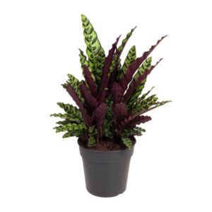 Calathea lancifolia plant met lange, smalle bladeren in een zwarte pot. De bladeren zijn lichtgroen met donkergroene vlekken en hebben een paarse onderzijde.