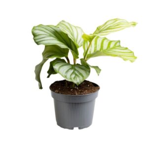 Grote Calathea Orbifolia plant met licht- en donkergroene gestreepte bladeren in een grijze plastic pot.