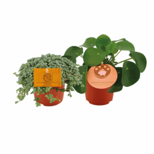 Pilea Duo - Mini Kamerplant