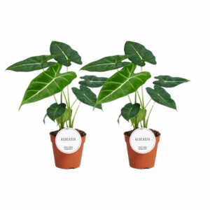 Alocasia Frydek - 2 stuks - Kleine Kamerplant
