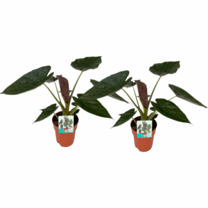 Alocasia Wentii - 2 stuks - Middelgrote Kamerplant