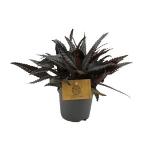 Pilea hitchcockii met donkergrijze, geaderde bladeren en rode onderzijde, geplaatst in een pot met label.