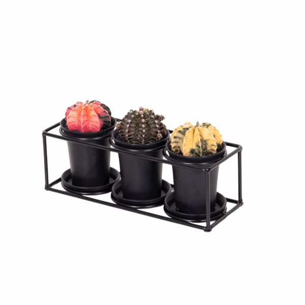 Drie cactussen in zwart metalen design frame met ronde potten, elk met unieke kleur en vorm