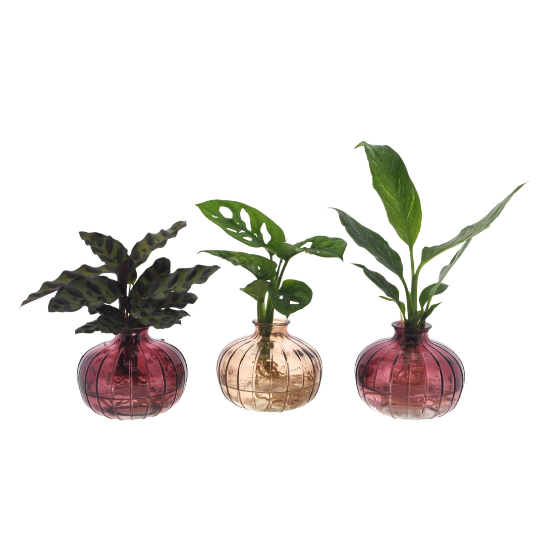Drie kamerplanten in ribbelglas vaasjes met rode en amberkleurige tinten, elk met unieke bladstructuur en decoratieve uitstraling