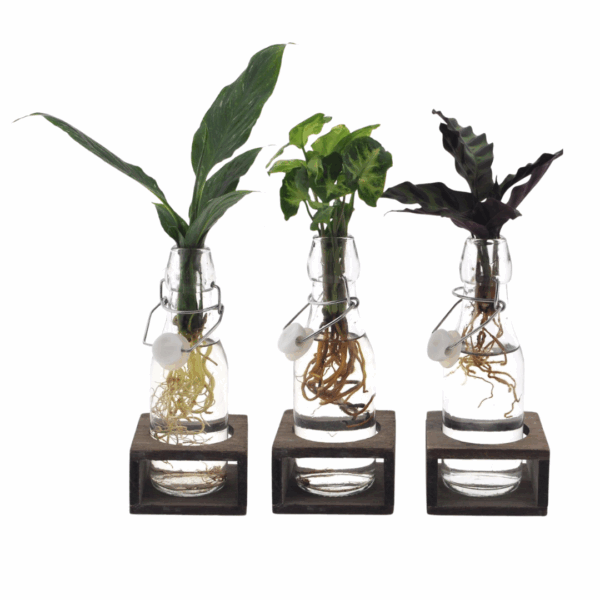 Drie hydrocultuur planten in Turijn glas met zwarte LED-houders, geplaatst op witte ondergrond