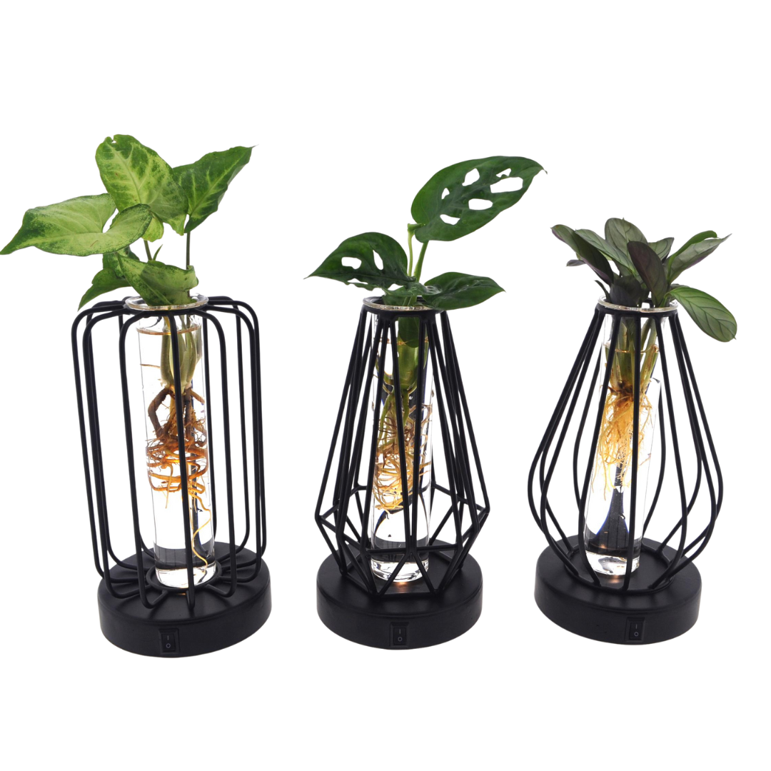 Drie hydrocultuur planten in Turijn glas met zwarte LED-houders, geplaatst op witte ondergrond