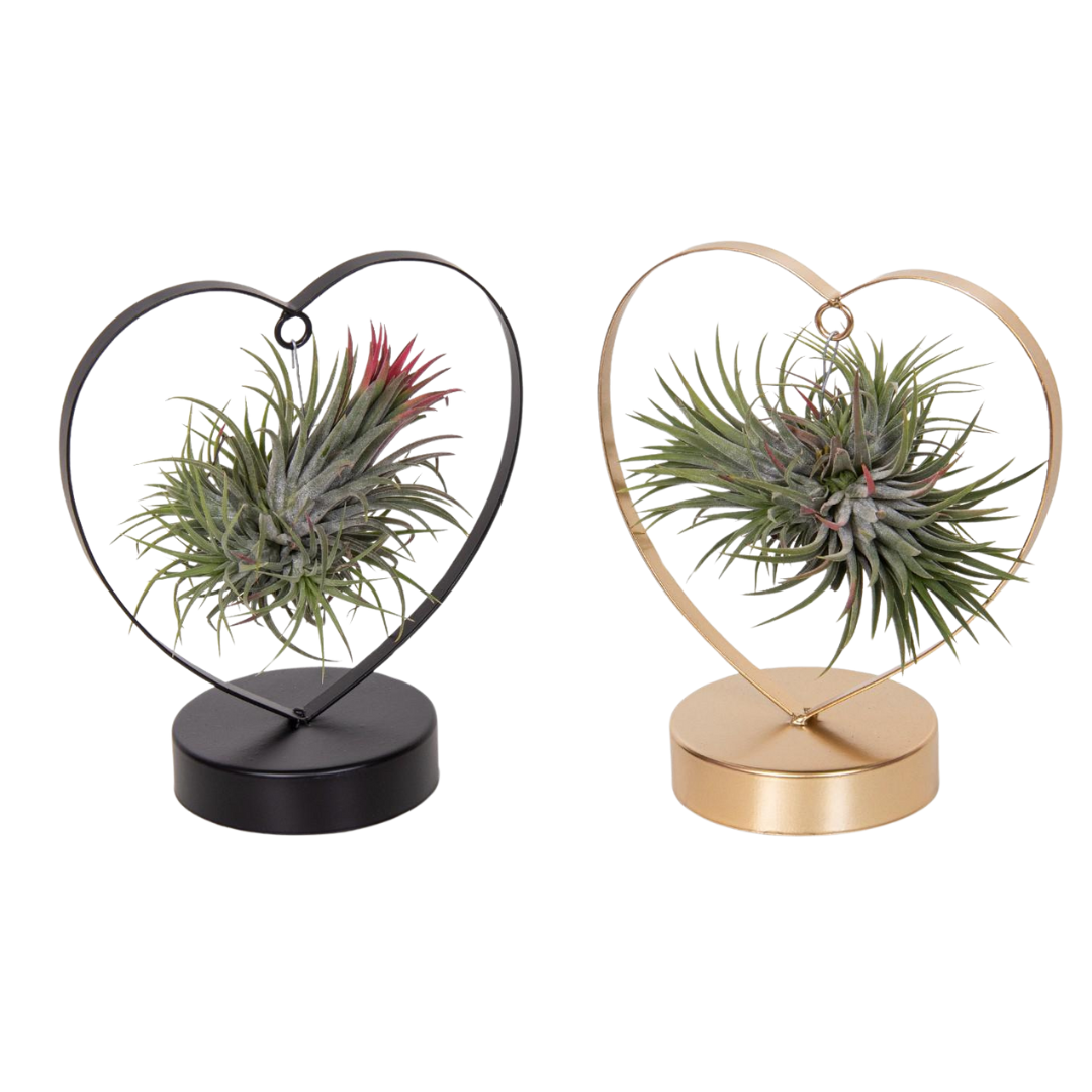 Twee hartvormige houders met Tillandsia luchtplantjes in zwart en goud, geplaatst op een witte ondergrond
