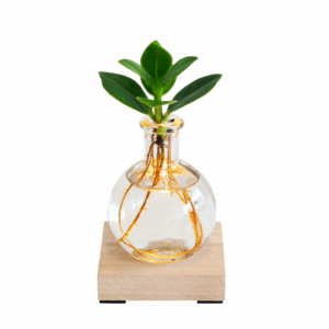 Clusia plant in glazen vaasje met zichtbaar wortelstelsel en sfeervol lampje op houten ondergrond