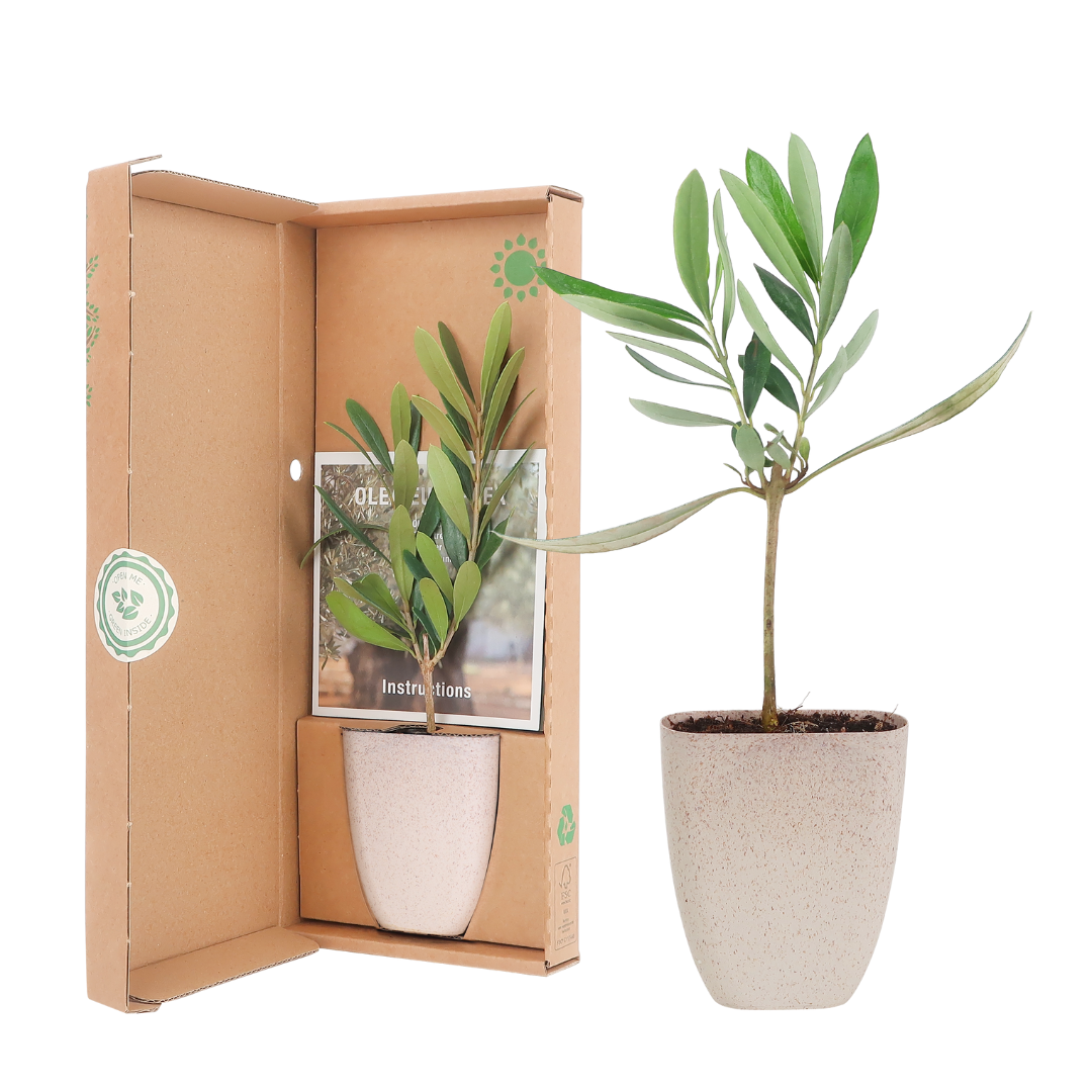Mini olijfboom in beige pot, gepresenteerd binnen en buiten een brievenbusdoosje met informatie boekje
