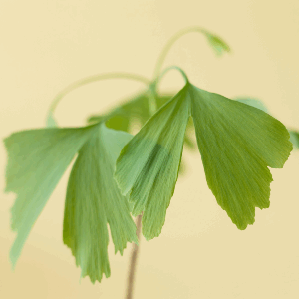 Close-up van een groen Ginkgo Biloba blad met waaiervormige structuur tegen een zachte gele achtergrond