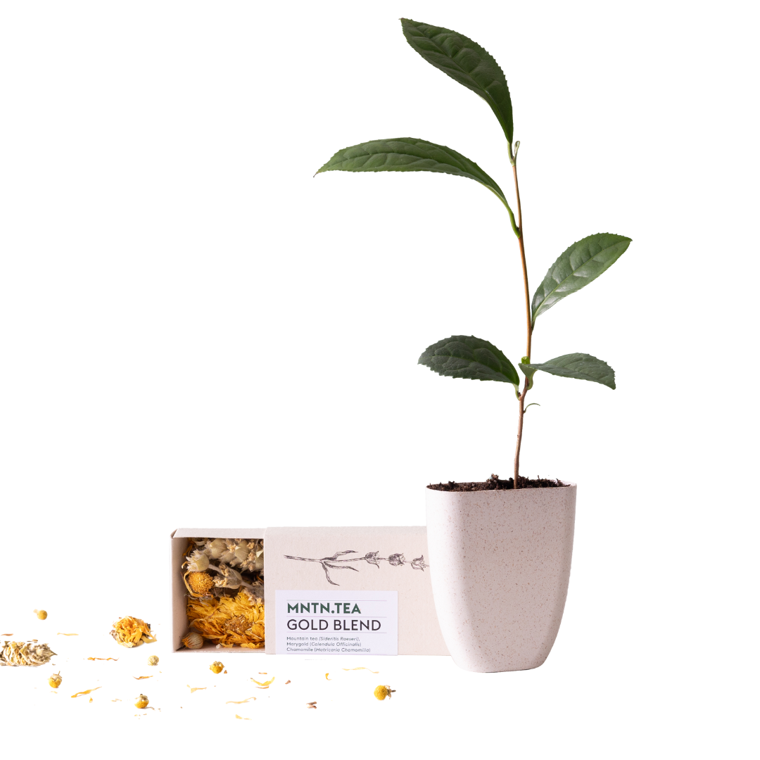 Baby theeplant in beige pot met verzorgingsflyer en biologische thee, gepresenteerd in brievenbusdoosje